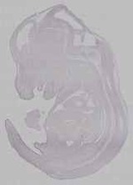 EMAGE:16039