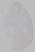 EMAGE:16039