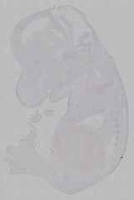 EMAGE:16039