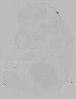 EMAGE:16067