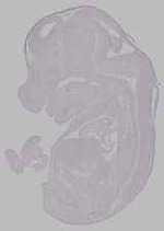 EMAGE:16068
