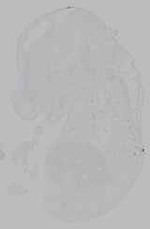 EMAGE:16068