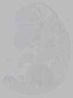 EMAGE:16068