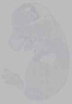 EMAGE:16091