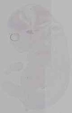 EMAGE:16112