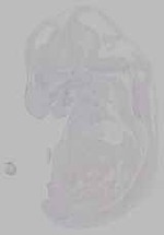 EMAGE:16114