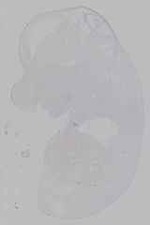EMAGE:16125