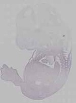 EMAGE:16126