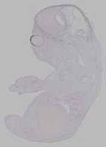 EMAGE:16128