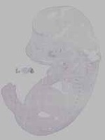 EMAGE:16128