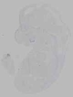 EMAGE:16128