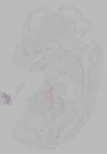 EMAGE:16128