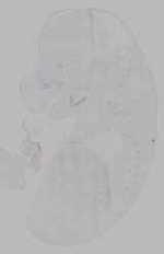 EMAGE:16128