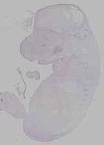 EMAGE:16128