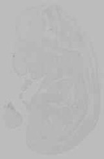 EMAGE:16137