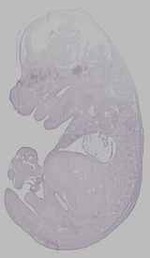 EMAGE:16141