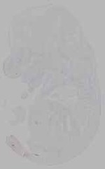 EMAGE:16143