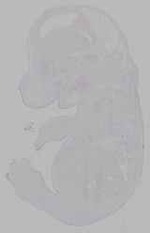 EMAGE:16143