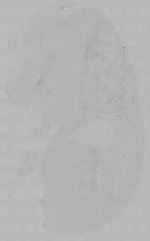 EMAGE:16146