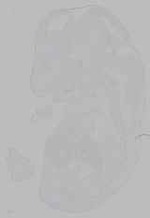 EMAGE:16148