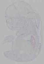 EMAGE:16152