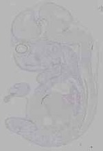 EMAGE:16152