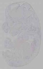 EMAGE:16152
