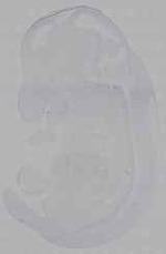 EMAGE:16156
