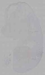 EMAGE:16156