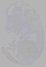 EMAGE:16163