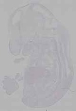EMAGE:16166