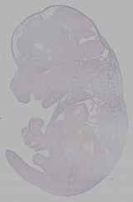 EMAGE:16166