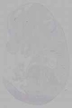EMAGE:16166