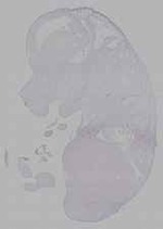 EMAGE:16166