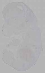 EMAGE:16166