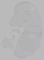 EMAGE:16194