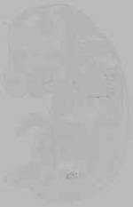 EMAGE:16202