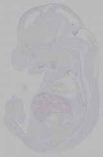 EMAGE:16203