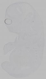 EMAGE:16205