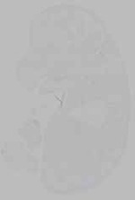 EMAGE:16205
