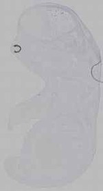EMAGE:16207