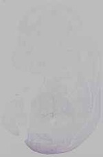 EMAGE:16207