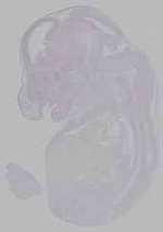 EMAGE:16224