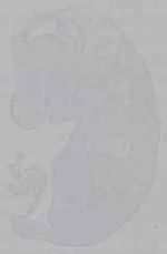 EMAGE:16227