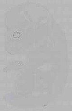 EMAGE:16228
