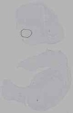 EMAGE:16229