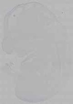 EMAGE:16231