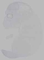 EMAGE:16232