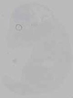 EMAGE:16232