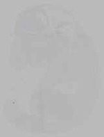 EMAGE:16232